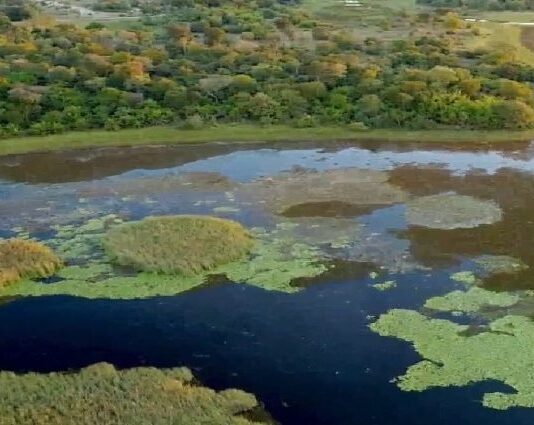 Parque do Pantanal do Rio Negro desponta como modelo nacional na geração de créditos ambientais