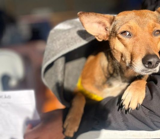 Caravana da Castração avança em MS com mais de 1 mil atendimentos nos primeiros municípios do programa