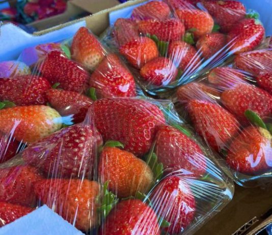 CEASA: em meio a febre do morango do amor, procura pela fruta aumenta e preço já subiu 35%