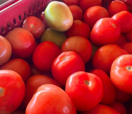 Alface e tomate estão mais baratos enquanto pepino segue em alta na Ceasa-MS