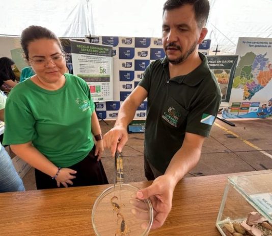 AUMENTO DE ESCORPIÕES: SES de MS monitora avanço dos acidentes e reforça atendimento