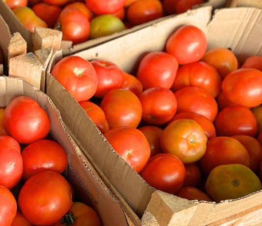 Preços da couve e do tomate ‘despencam’ na Ceasa-MS, mas frio encarece abobrinha