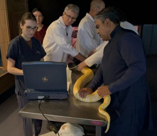 Serpente do Bioparque Pantanal passa por exame de rotina que reforça cuidado com bem-estar animal