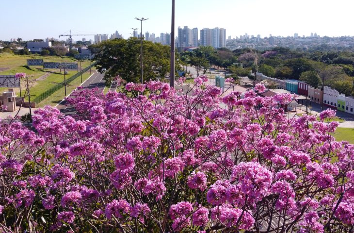 Ipes-Foto-Bruno-Rezende-13-730x480