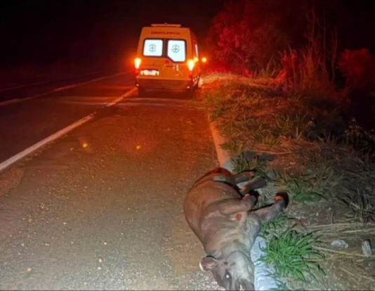 Anta morre atropelada por ambulância na rodovia MS-134; passageira fica ferida