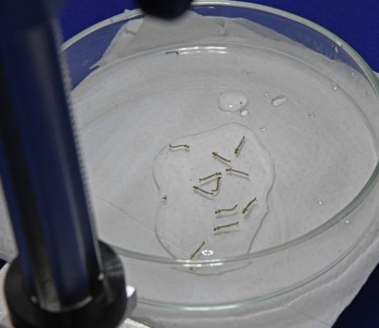 Boletim Epidemiológico: MS registra 8.187 casos confirmados de dengue