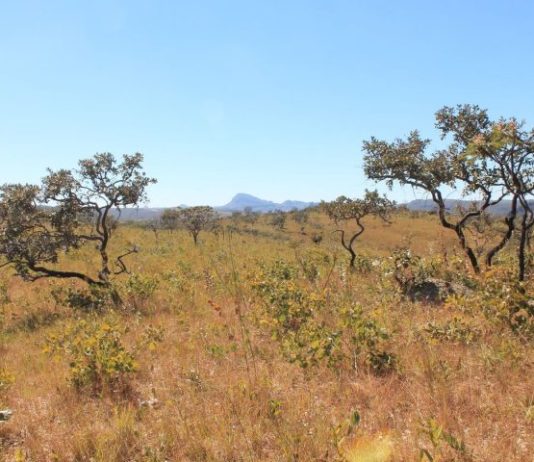 Com reconhecimento nacional, MS poderá captar recursos internacionais para conservar florestas e reduzir emissões de carbono