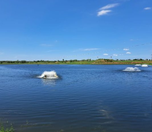 Piscicultura ganha novo fôlego em MS com ações do Estado e deve produzir 50 mil toneladas neste ano