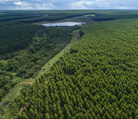 Governo de MS paga por floresta preservada e impulsiona nova economia