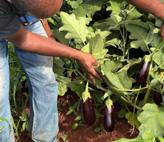 Alimentação Escolar da REE/MS impulsiona aprendizagem e fortalece agricultores familiares