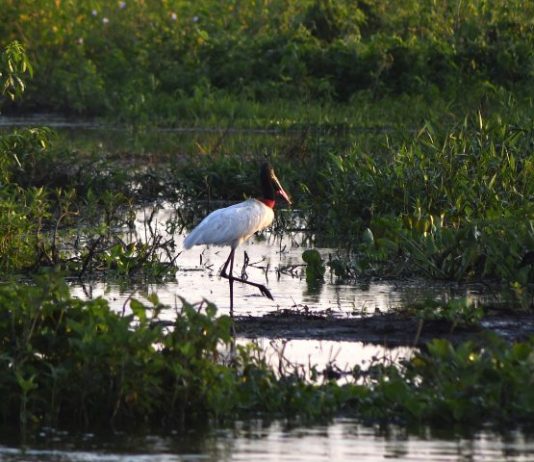 Governo consolida preservação de 126 mil hectares no Pantanal e abre nova chamada do PSA em 2026