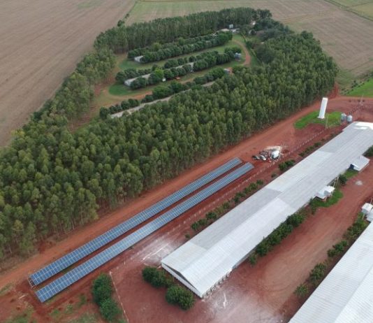 Programa Frango Vida fortalece avicultura e estimula projeto de escola avícola em Mato Grosso do Sul