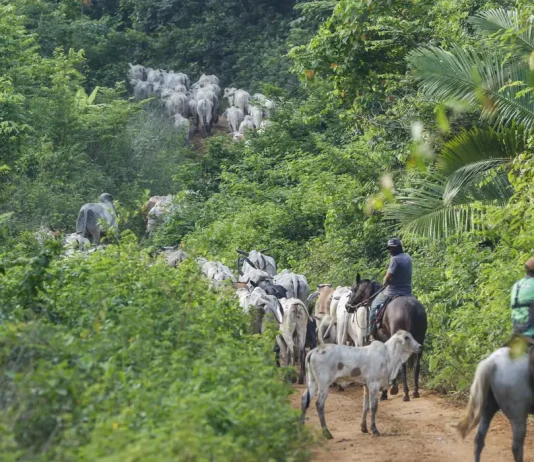 Mais um é assassinado na operação do IBAMA em terra indígena no Pará