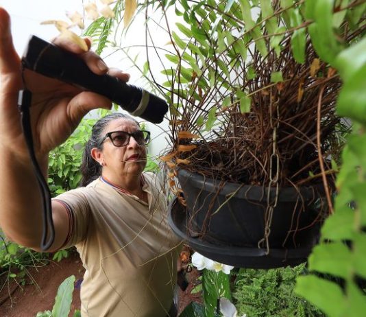 DENGUE: boletim confirma 8.461casos da doença em MS
