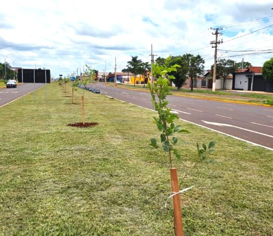 Prefeitura de Dourados inicia plantio de 280 mudas de ipês na Coronel Ponciano