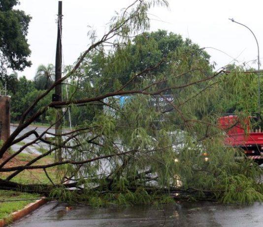 Bombeiros de MS orienta prevenção e ações sobre quedas de árvores