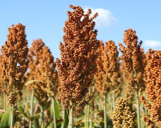 Sorgo é aposta estratégica na safrinha com demanda das usinas de etanol