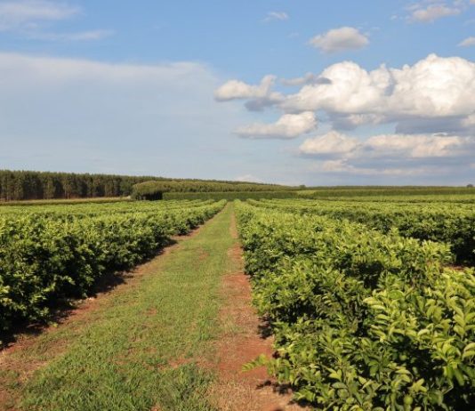 CITRICULTURA injeta R$ 2,4 bilhões e diversifica base produtiva em MS