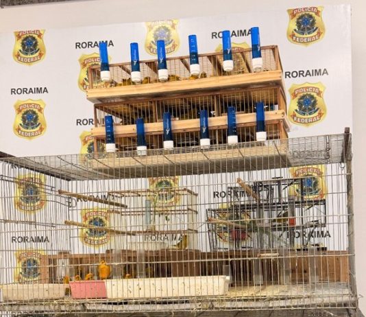 Polícia Federal prende duas pessoas por tráfico de aves silvestres