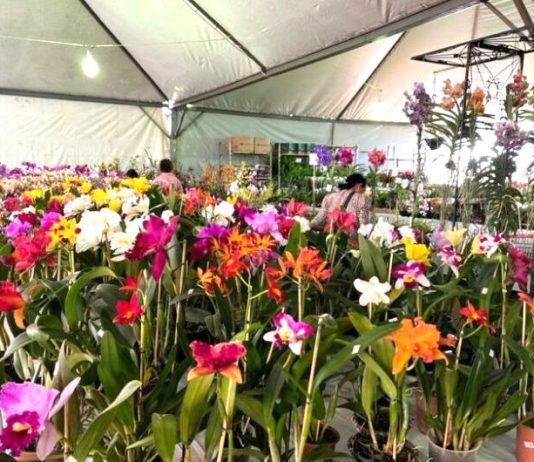 Dourados recebe feira de flores ornamentais de 4 a 8 de março na Praça Antônio João