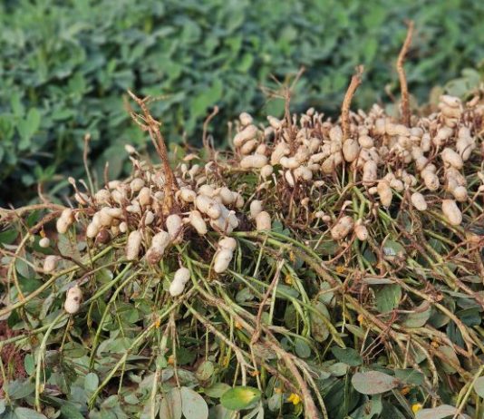 VALE DA CELULOSE reforça o setor florestal e abre diversificação com citrus e amendoim