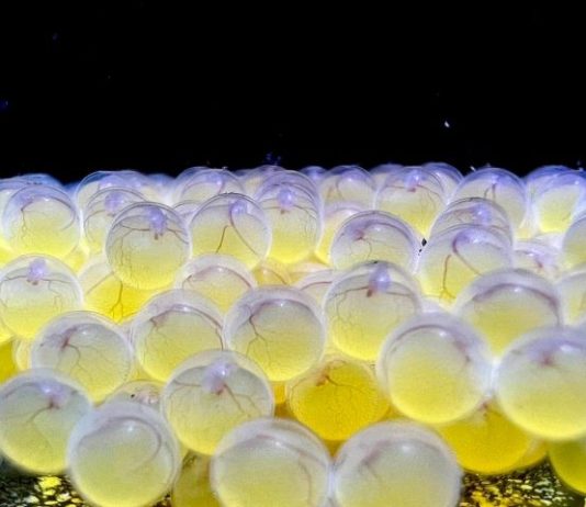 CAMPO GRANDE: Bioparque alcança a 100ª espécie reproduzida e se consolida como o maior banco genético vivo de água doce