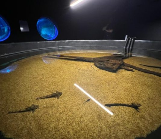 Bioparque Pantanal resgata peixes afetados pela decoada e fortalece pesquisas científicas