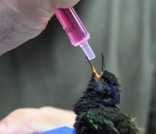 TRÊS LAGOAS: centro de animais silvestres recebe aves silvestres apreendidas e filhote de tamanduá resgatado