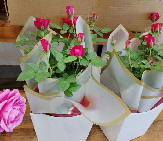 DOURADOS: preços de flores para o Dia das Mães têm variação de até 57,84%