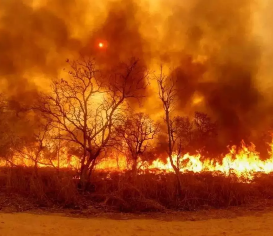 Justiça condena pecuarista à prisão por incêndio histórico no Pantanal
