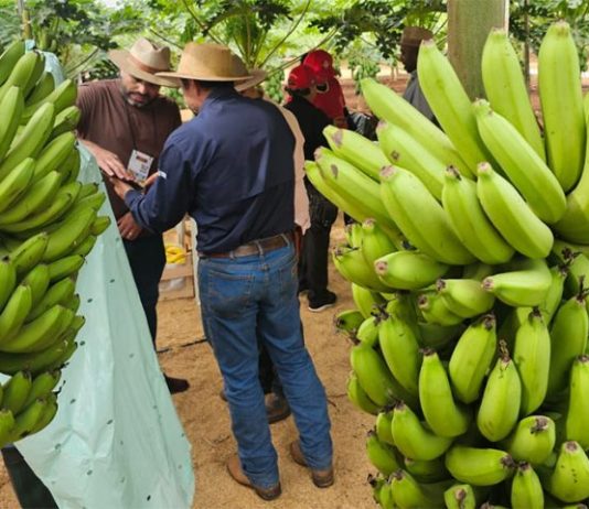 TECNOFAM: o professor que plantou banana para dar errado e virou vitrine da agricultura familiar