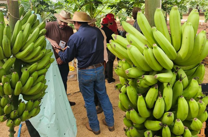 Tecnofam-2026-Banana-Foto-Aline-Lira-730x480