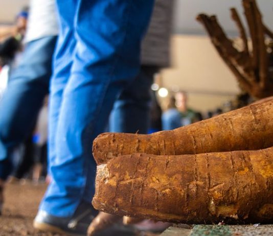 Da lavoura à agroindústria: mandioca mostra força da agricultura familiar durante oficinas na Tecnofam