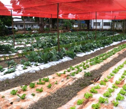 Tecnologia no campo avança além das máquinas e aproxima jovens da ciência em assentamento de MS