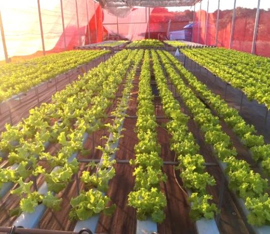 NAVIRAÍ: Agricultores geram renda e perdem o medo da tecnologia com apoio da Fundect