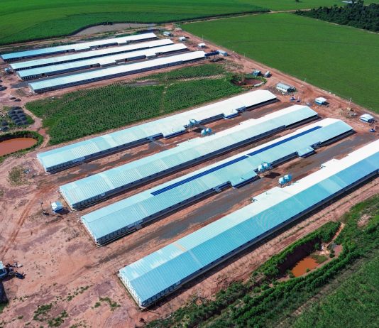 Com apoio da Prefeitura, Bello Alimentos ativa complexo avícola de R$ 18 milhões em Naviraí