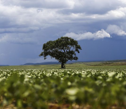 Crédito rural financiou R$ 92,4 bi em áreas com alertas ambientais