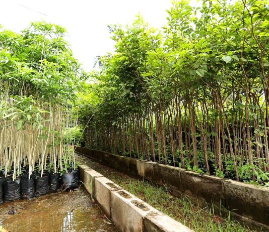 DOURADOS: Prefeitura incentiva projetos de arborização e recuperação ambiental